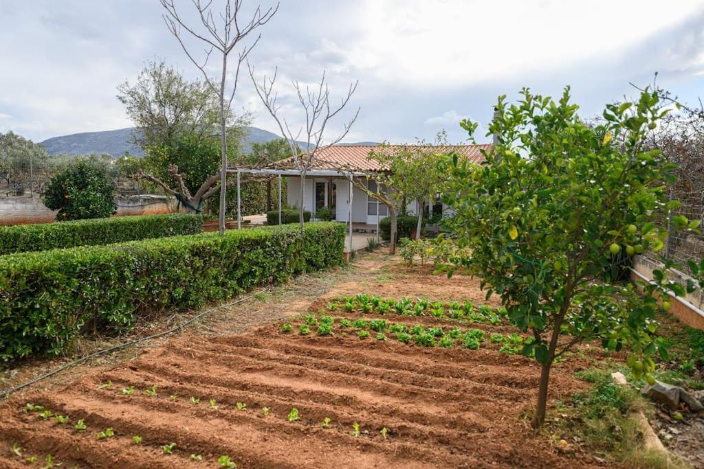 Farmbill Villa Markopoulo Mesogaias Ngoại thất bức ảnh