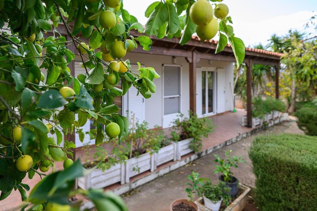 Farmbill Villa Markopoulo Mesogaias Ngoại thất bức ảnh